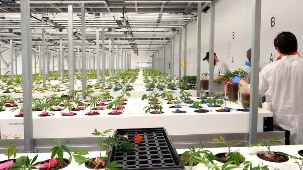 Aeriz, the largest aeroponic commercial cannabis grower in the U.S., uses Nova Aeroponics aeroponic grow systems boxes at their weed growing facility.